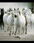 pic for Wild horses